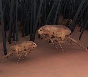 Fleas no more - Mosquito Joe